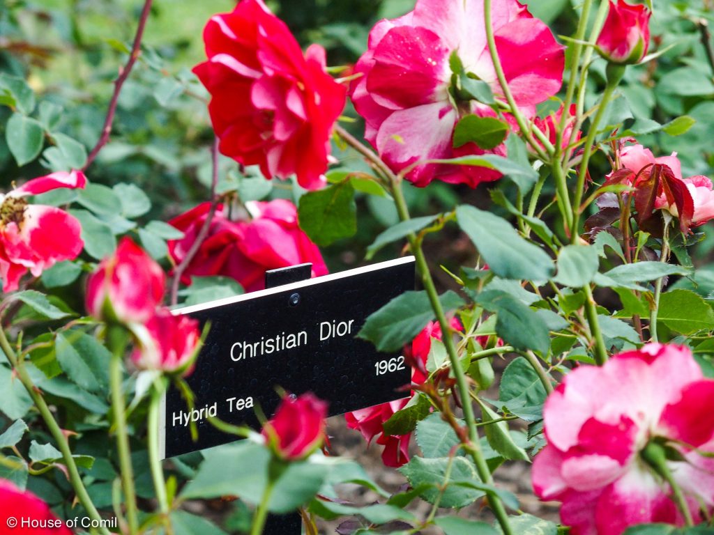 rose + red + christian dior + huttington library + beautiful + botanical garden + passadena +Los Angeles + Lablogger + style + blogger + fashion + inspiration + house of comil + lifestyle + houseofcomil