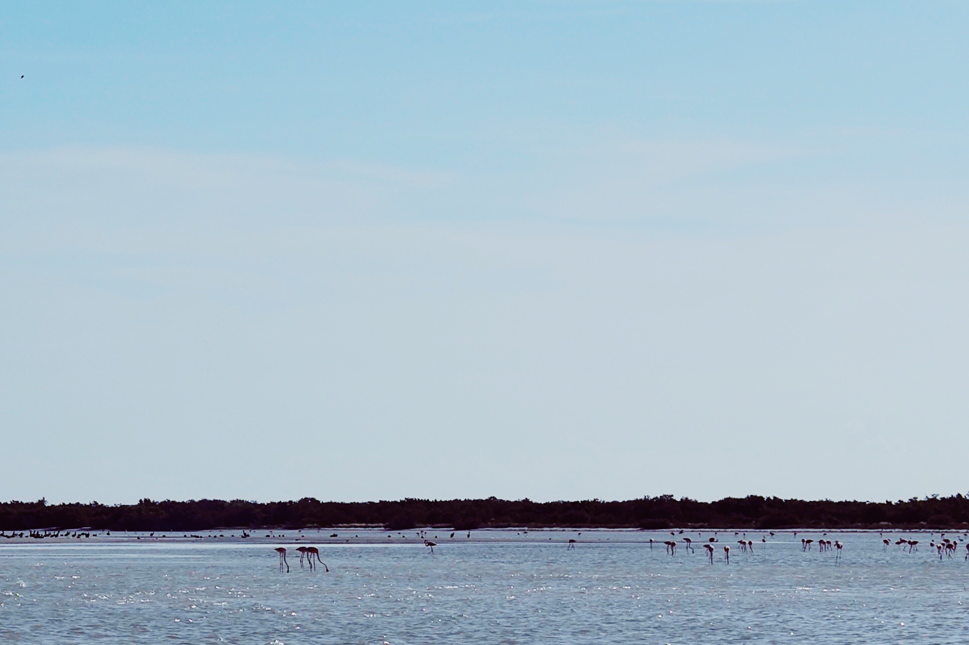 Holbox Beach Flamingo watching on the morning what to do in Holbox